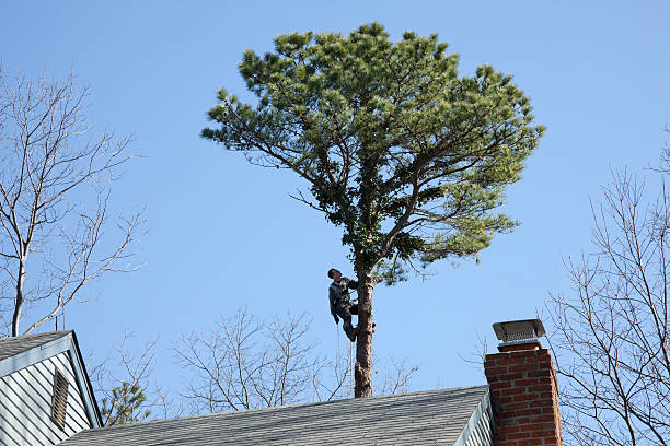 Cleveland, WI Tree Services Company