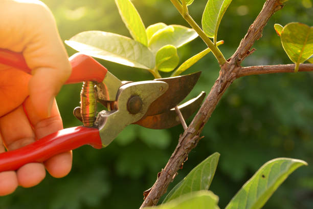 How Our Tree Care Process Works  in  Cleveland, WI